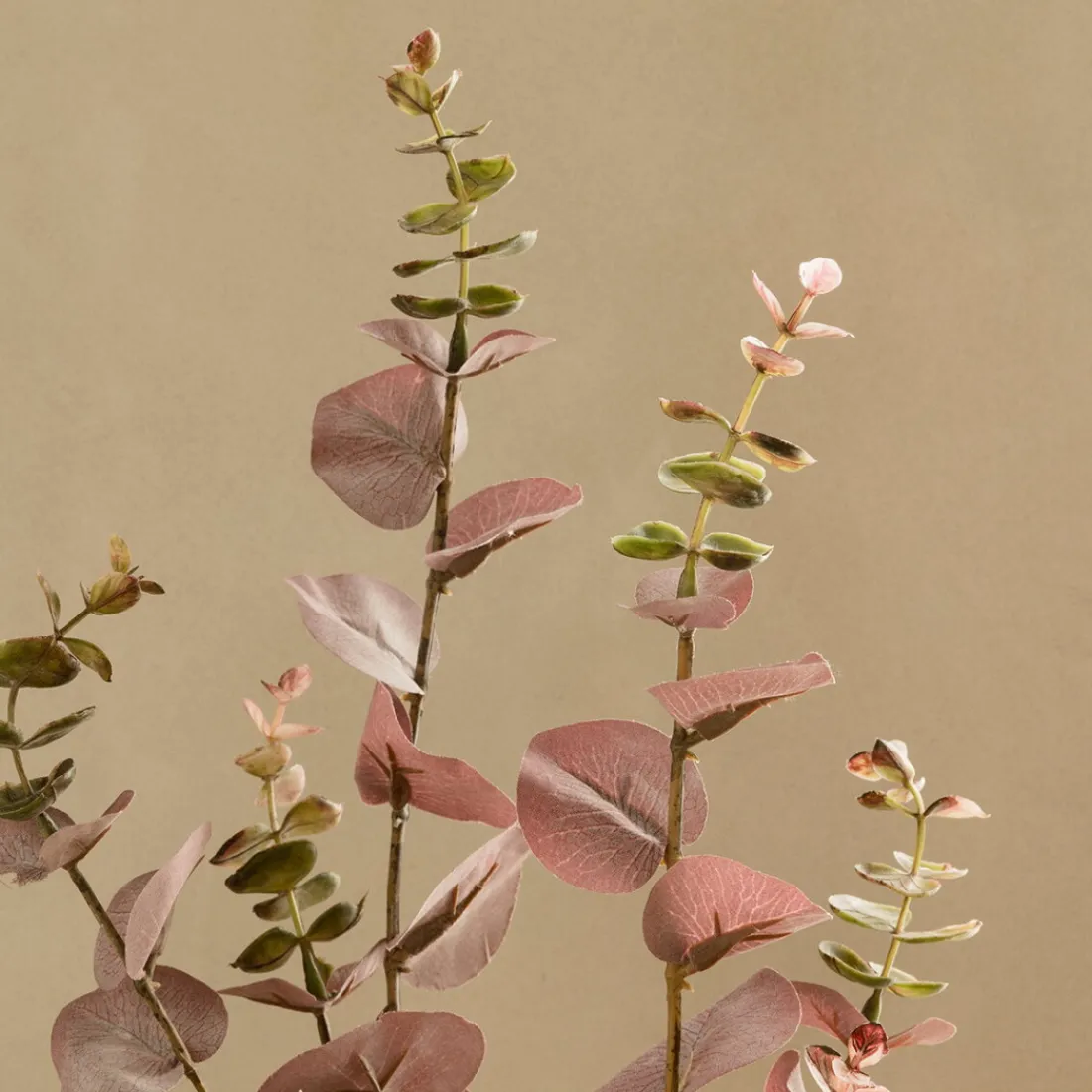 Kenay Home Eucalyptus Discount