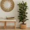 Kenay Home Ficuss Hot