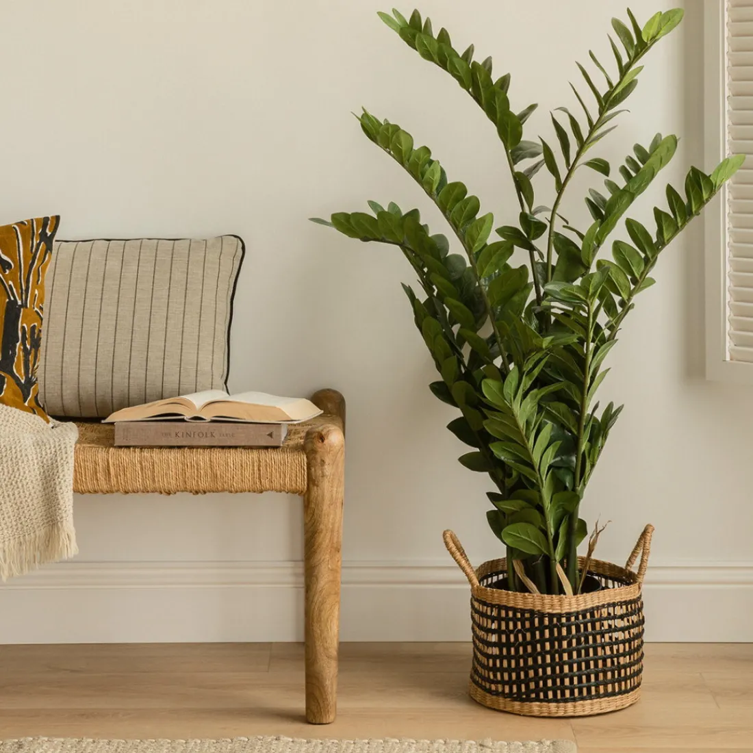 Kenay Home Zamioculcas Hot