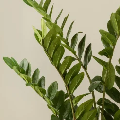 Kenay Home Zamioculcas Hot