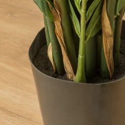 Kenay Home Zamioculcas Hot